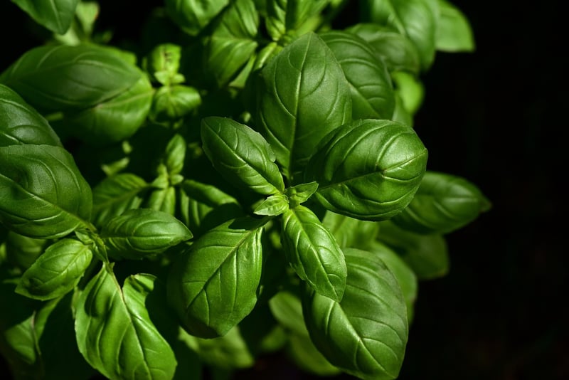 Basil Herb