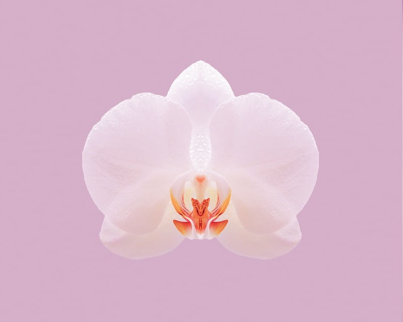 Orchid Flower