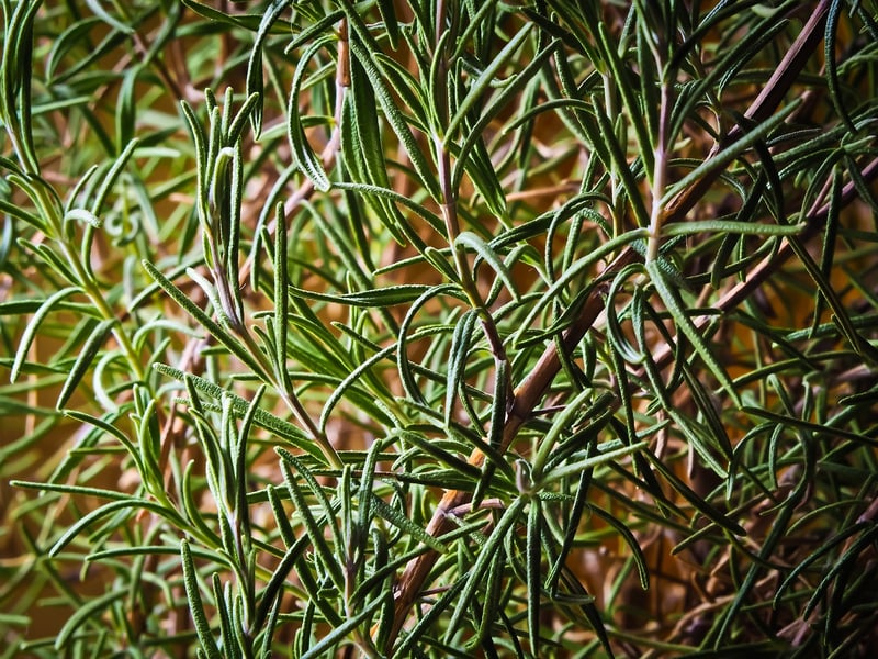 Rosemary Herb